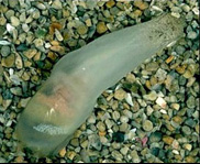 Photo: B. Rudman; Surf to the Sea Slug Forum